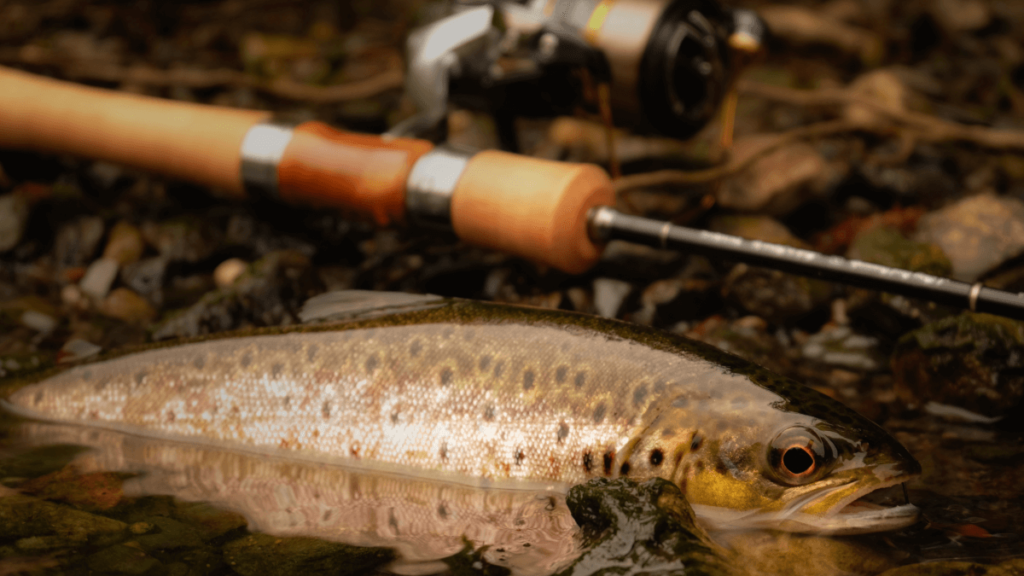 techhniques pour l'ouverture de la truite