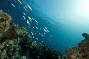 fonds marins decouvrez les en detail id646