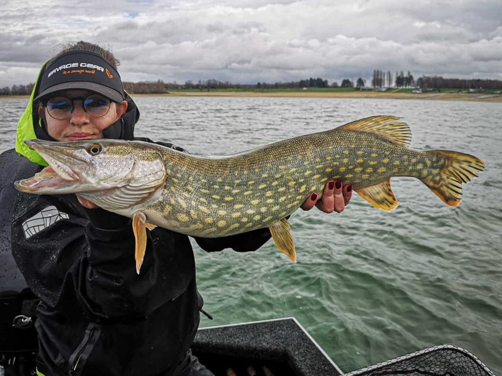 un brochet pris au nitro shad