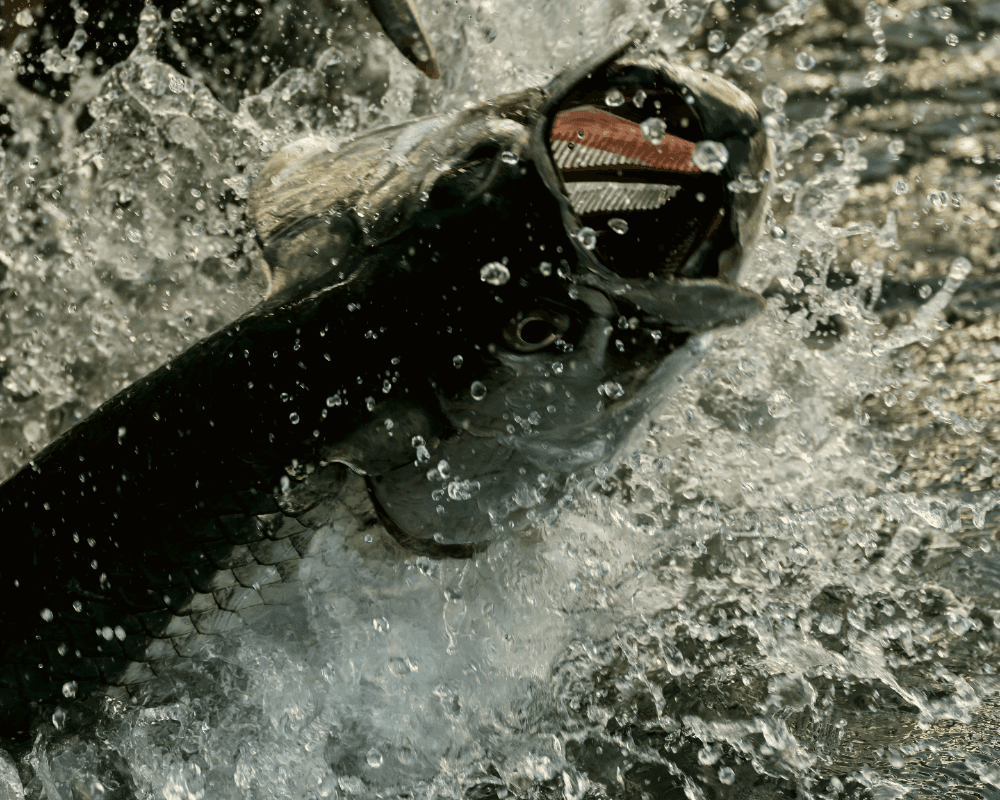 La pêche au tarpon