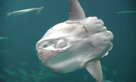 Les plus gros poissons du monde en pêche en mer