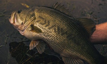 Quand pêcher le black bass ?