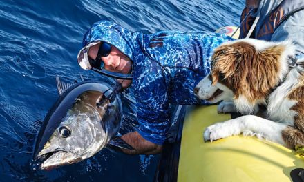 Pêche du thon rouge : périodes, bagues et quotas
