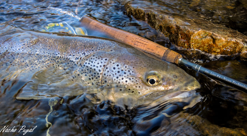 Truite dans l'eau clair d'une rivière en catalogne